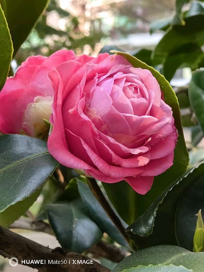 山茶花（图3）