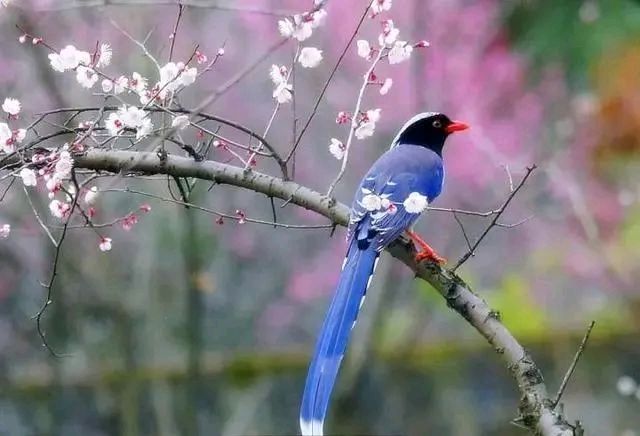 精品诵读|想你的时候|作者:淡泊宁静(甘肃)|朗诵:流彤(江西)(图2)