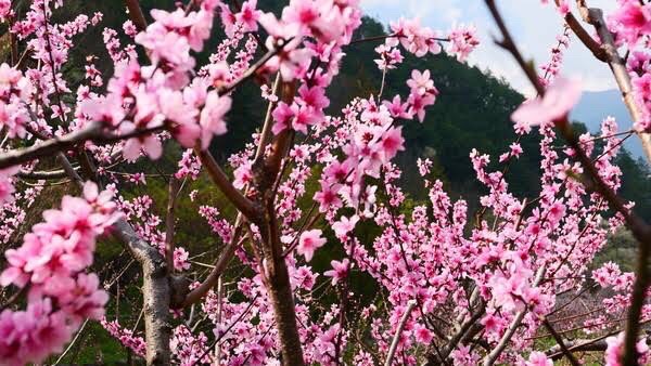 樱花（图6）