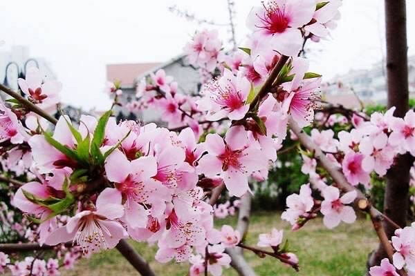 樱花（图7）