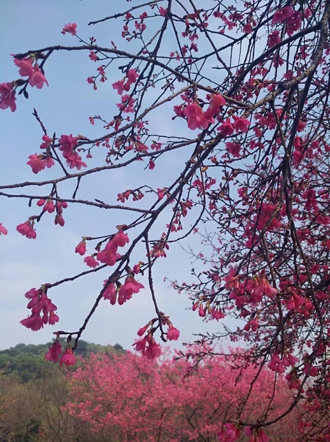 樱花（图3）