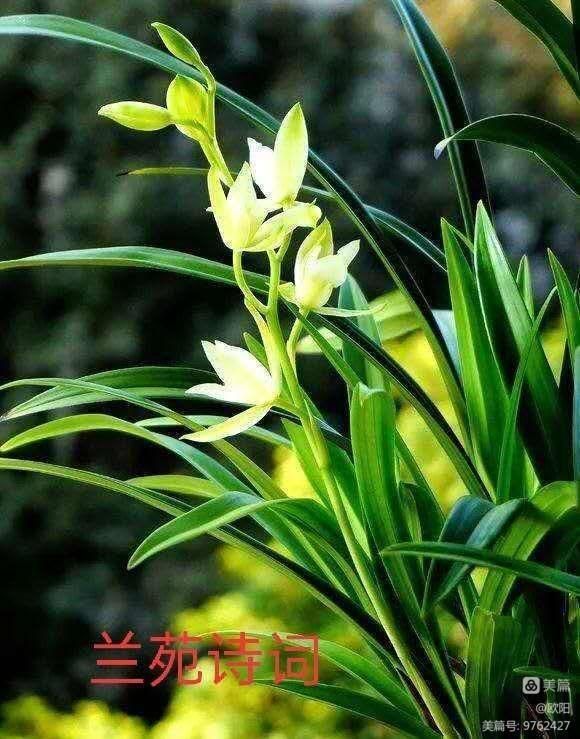 兰苑诗词第八百二十一期实验创新抒怀