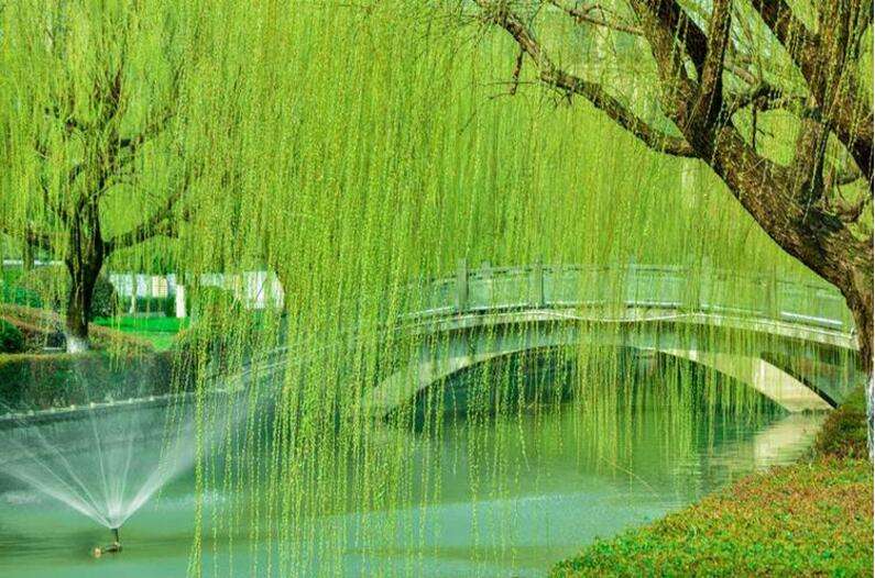 春天来了 诗在枝头 （组诗） 湖北 蓝天风（图6）