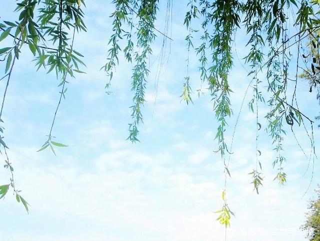 春天来了 诗在枝头 （组诗） 湖北 蓝天风（图7）