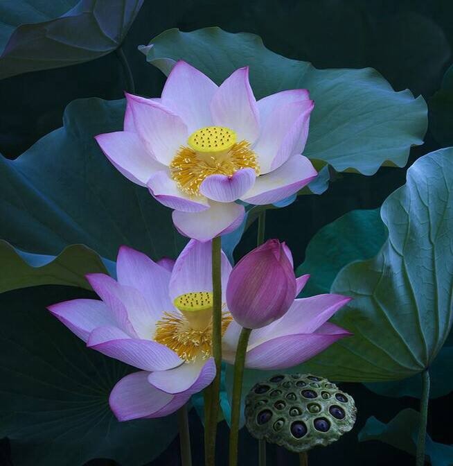 听你花开 ‖ 【诗情画意】作者/刘伙力 同题诵读/听你花开的港湾主播（图25）