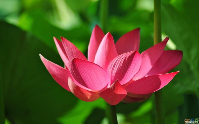 听你花开 ‖ 【诗情画意】作者/刘伙力 同题诵读/听你花开的港湾主播（图21）