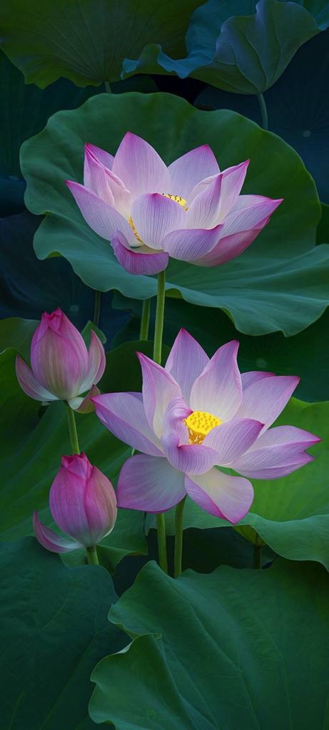 听你花开 ‖ 【诗情画意】作者/刘伙力 同题诵读/听你花开的港湾主播（图23）