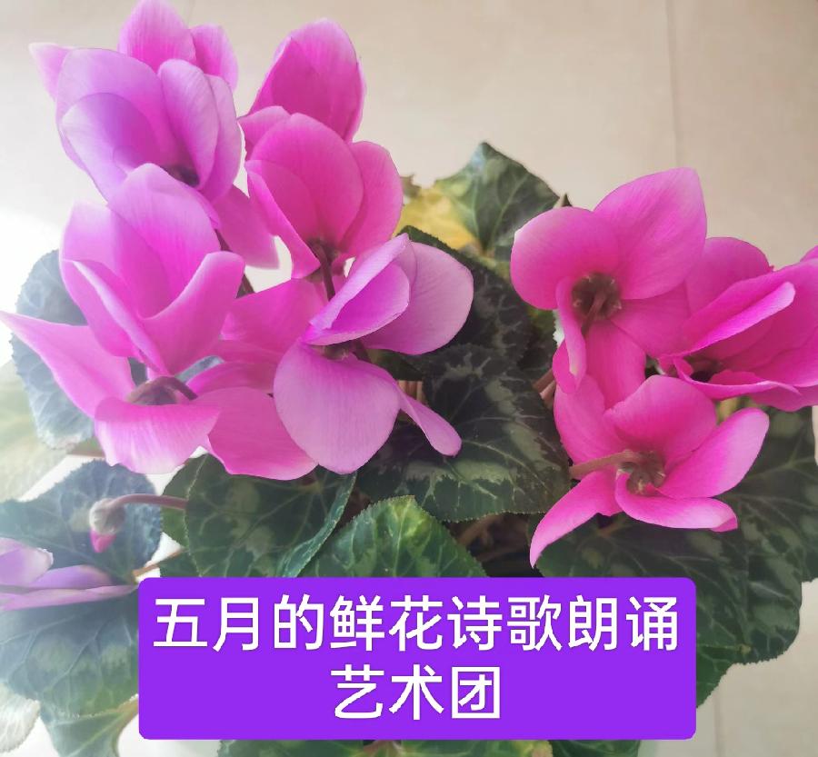 刘林丽诗歌作品196期《春之歌》朗诵谷世茹（小白兔）编辑制作刘林丽