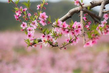 《路过桃树里》作者:易生诗梦【主播:青草味儿】【桃源国际诗歌集团】用声音传递温暖以诵读致敬人生♬（图4）
