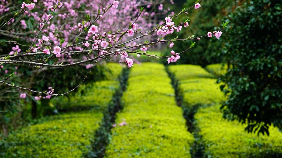 玫瑰伊人朗诵【满江红★西郊初春有感】作者/花卉再开（图5）