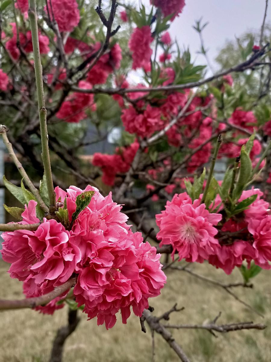 刘林丽诗歌作品199《如花的女人》主播 东方 编辑制作刘林丽(图5)