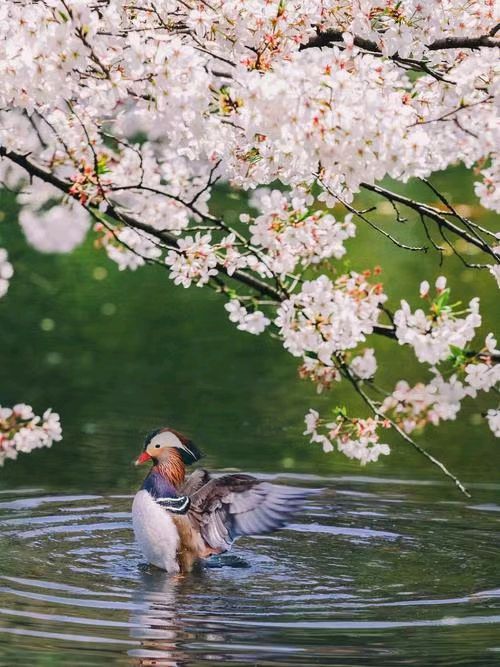 中华诗艺黑龙江分社●诗词微刊(十六)(图20)