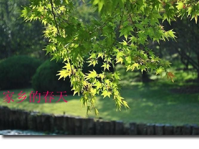 【经典推荐】曾培方//赠全国三八红旗手~~何俊霞｛外二首｝（图2）
