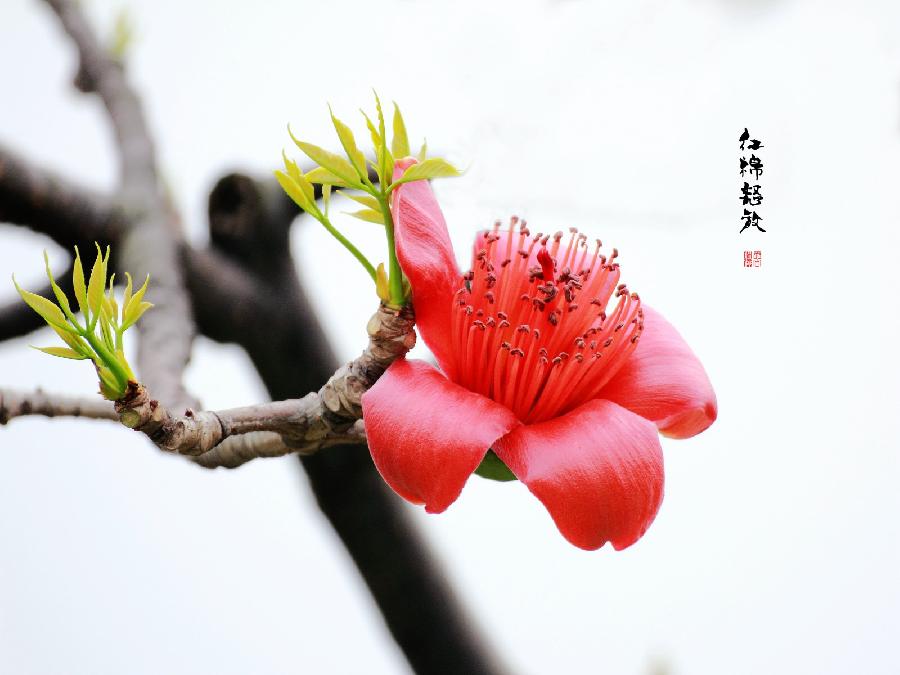 林琴朗诵【献给红棉】作者/赵南成（图4）