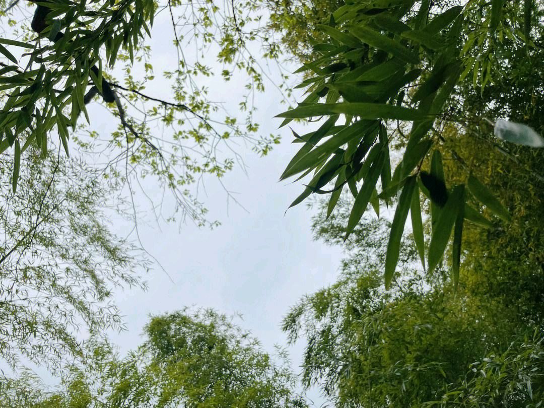 《季节的循环》作者:石沉【主播:梦醒群岚】【桃源国际诗歌集团】用声音传递温暖以诵读致敬人生♬（图6）