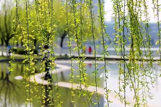 青苹果（甘肃）诗词小辑【冰心文化传媒】主编 冰心（图8）