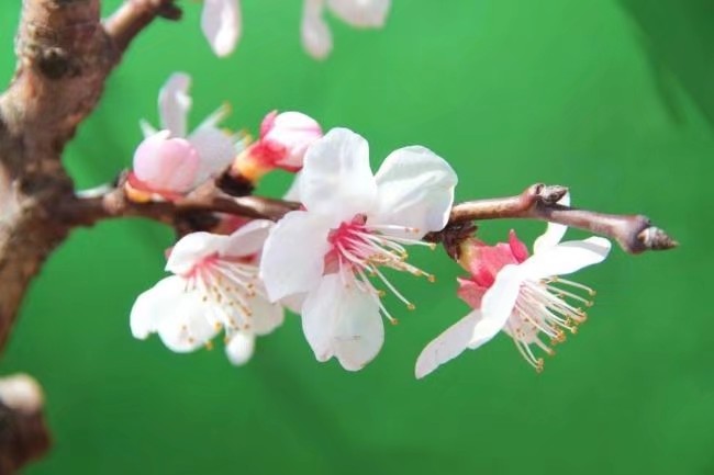 青苹果（甘肃）诗词小辑【冰心文化传媒】主编 冰心（图9）