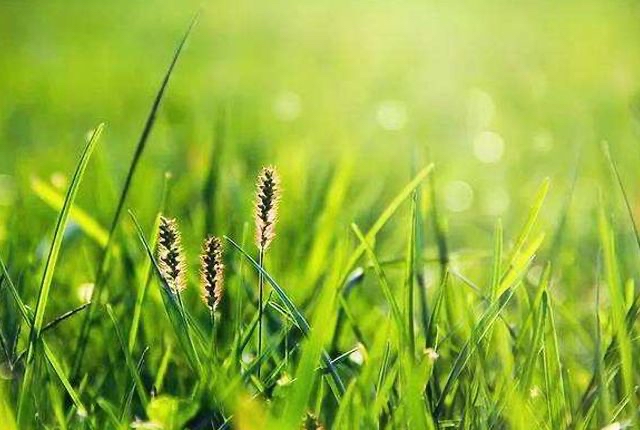 【新诗大观】草木偶得(散文)||文/杜海军(图4)