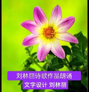 刘林丽诗歌作品200《如花的女人》朗诵 编辑制作刘林丽