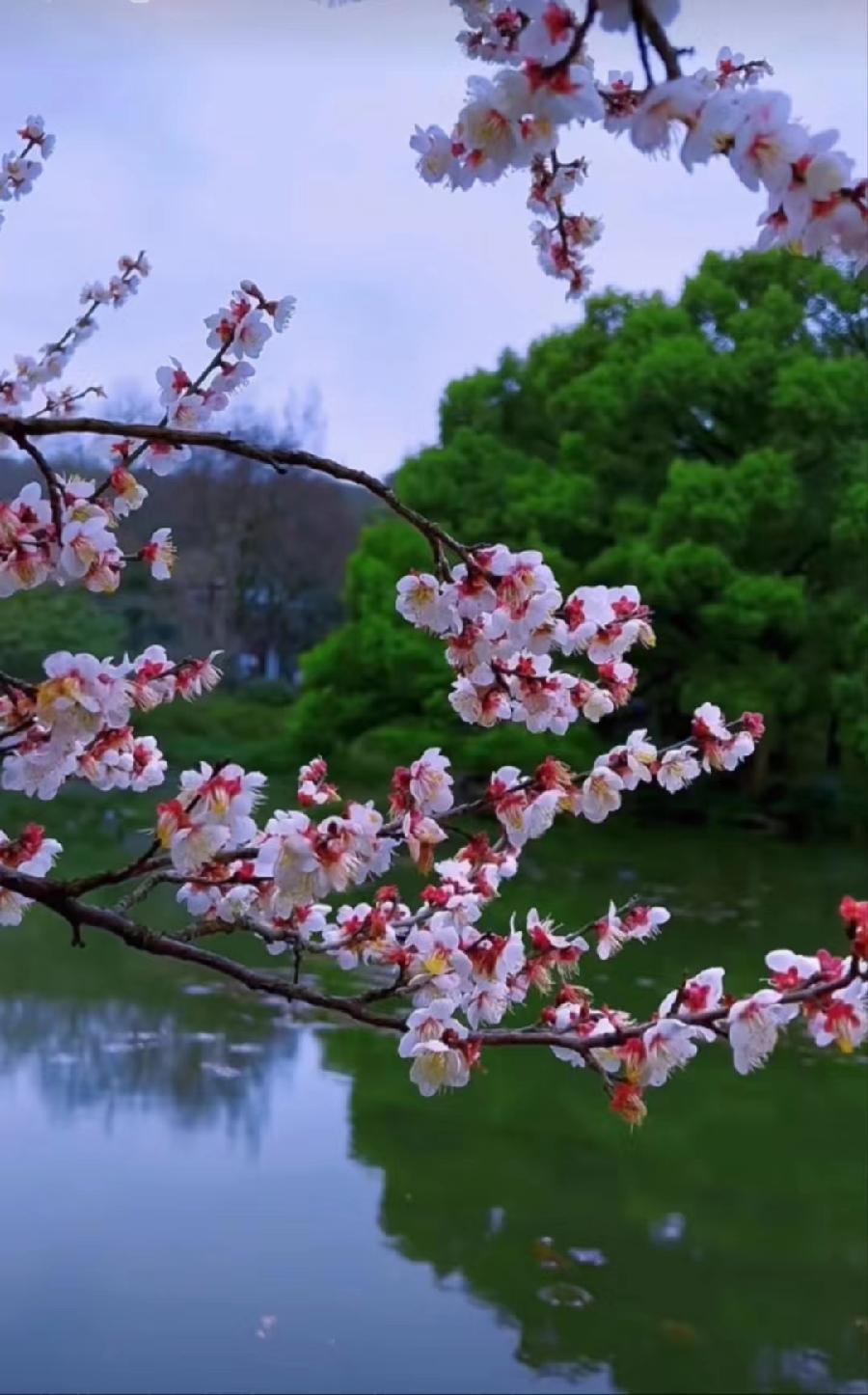 国风上海社||丁启连个人专刊—北京头条(图10)
