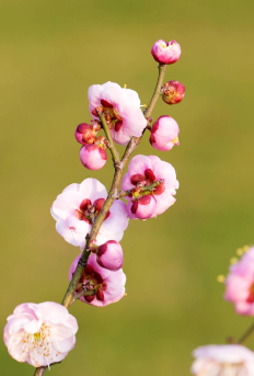 女神节（03.08）‖巴彦诗协诗词卷【417】（图7）