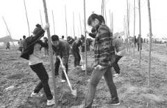 孙文：东北风之五十三《一片绿叶总关情》‖巴彦诗词楹联协会【420】（图6）