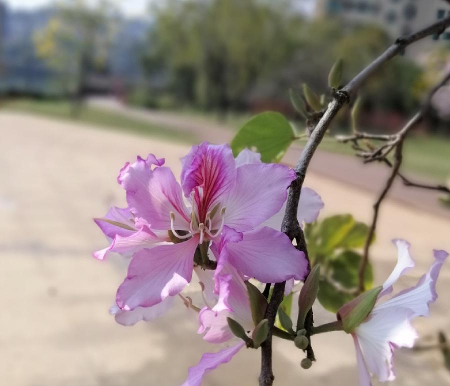 西江月三首 ／江冲（图9）