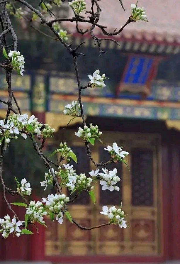 【中国长江文学社】名家名诵《春到向阳山》作者乔庄河/诵读雯煜/制作/宋梅【第5338期】(图9)