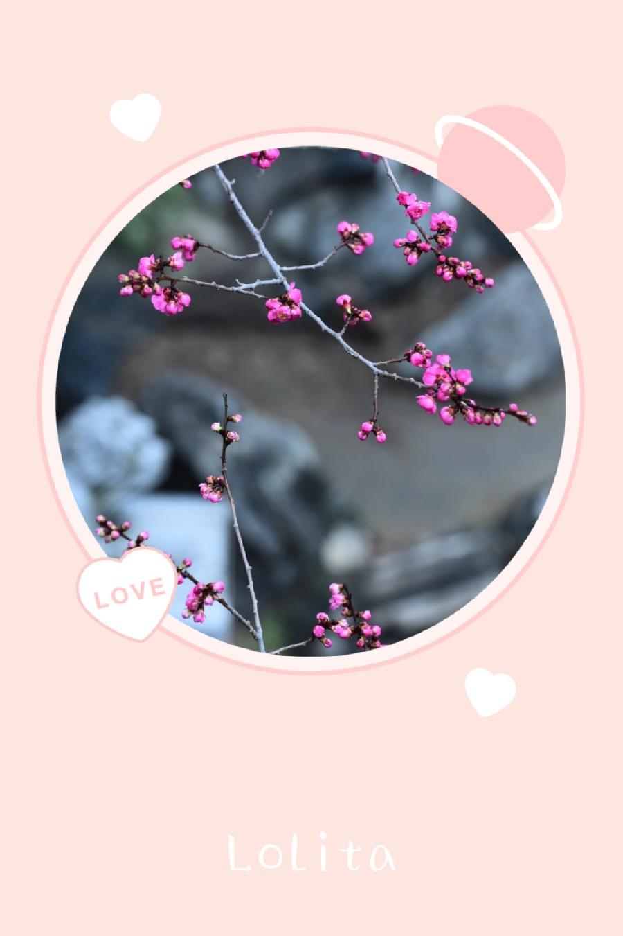 相约一场春暖花香(图6)