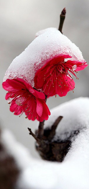 玫瑰伊人朗诵【梅花香自苦寒来】作者/牟新宇(图5)