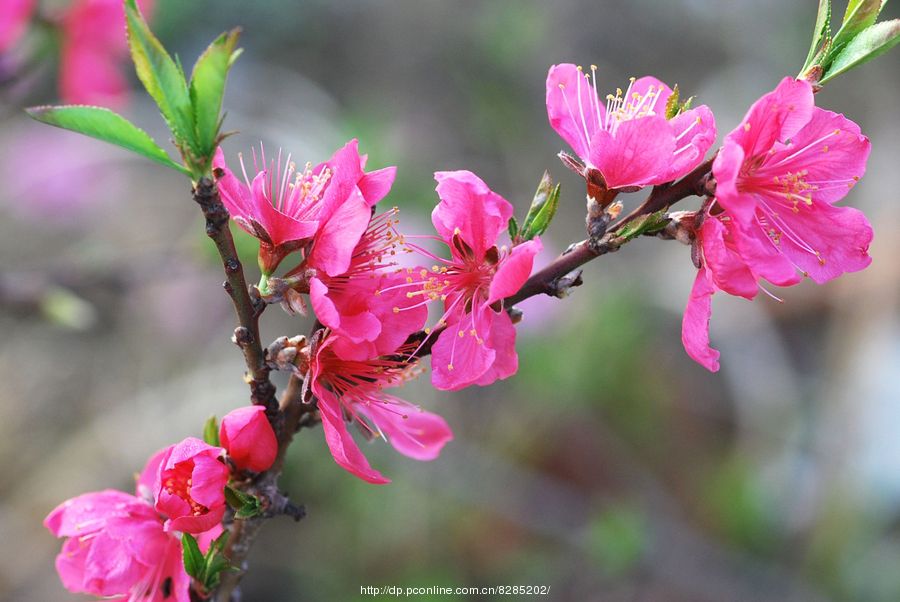 同题桃花恋诗词二十首 文/南山翁(图3)