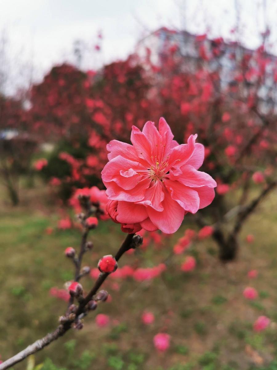 同题桃花恋诗词二十首 文/南山翁(图2)
