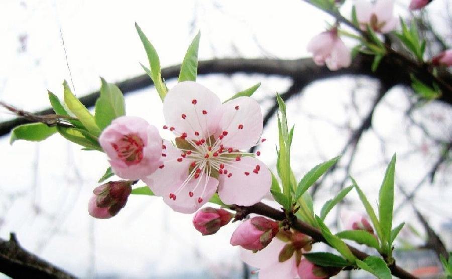 同题桃花恋诗词二十首 文/南山翁(图4)