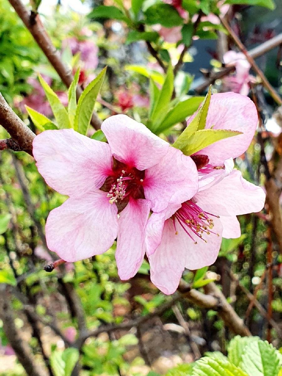 同题桃花恋诗词二十首 文/南山翁(图5)