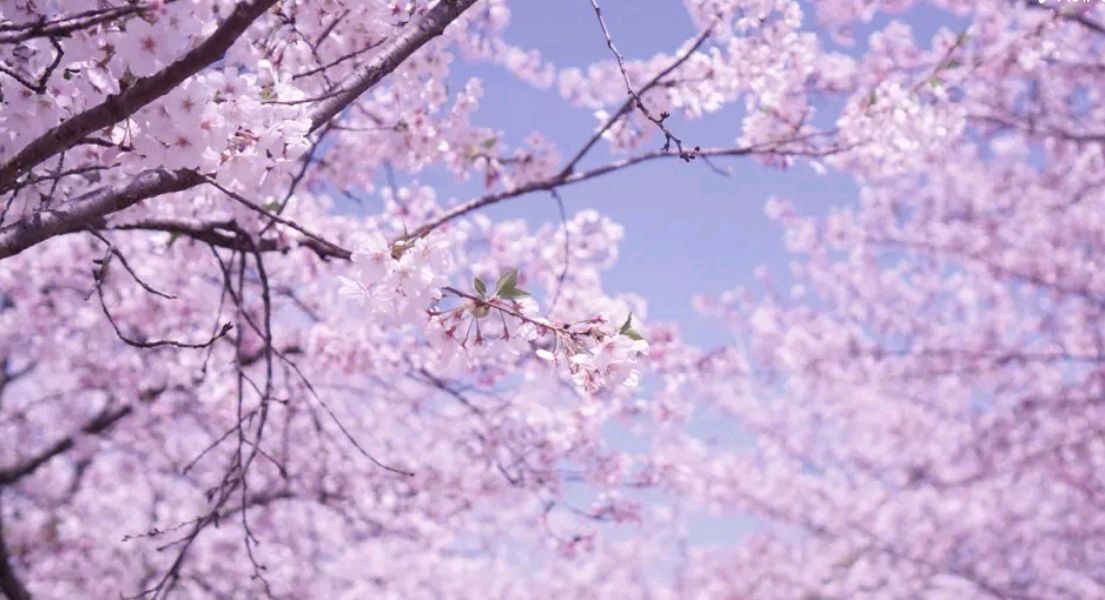 《樱花烂漫时节，一场怦然心动》作者/大浪淘沙诵读/馨睿【花雨馨声】有声文学平台【第262期】（图3）