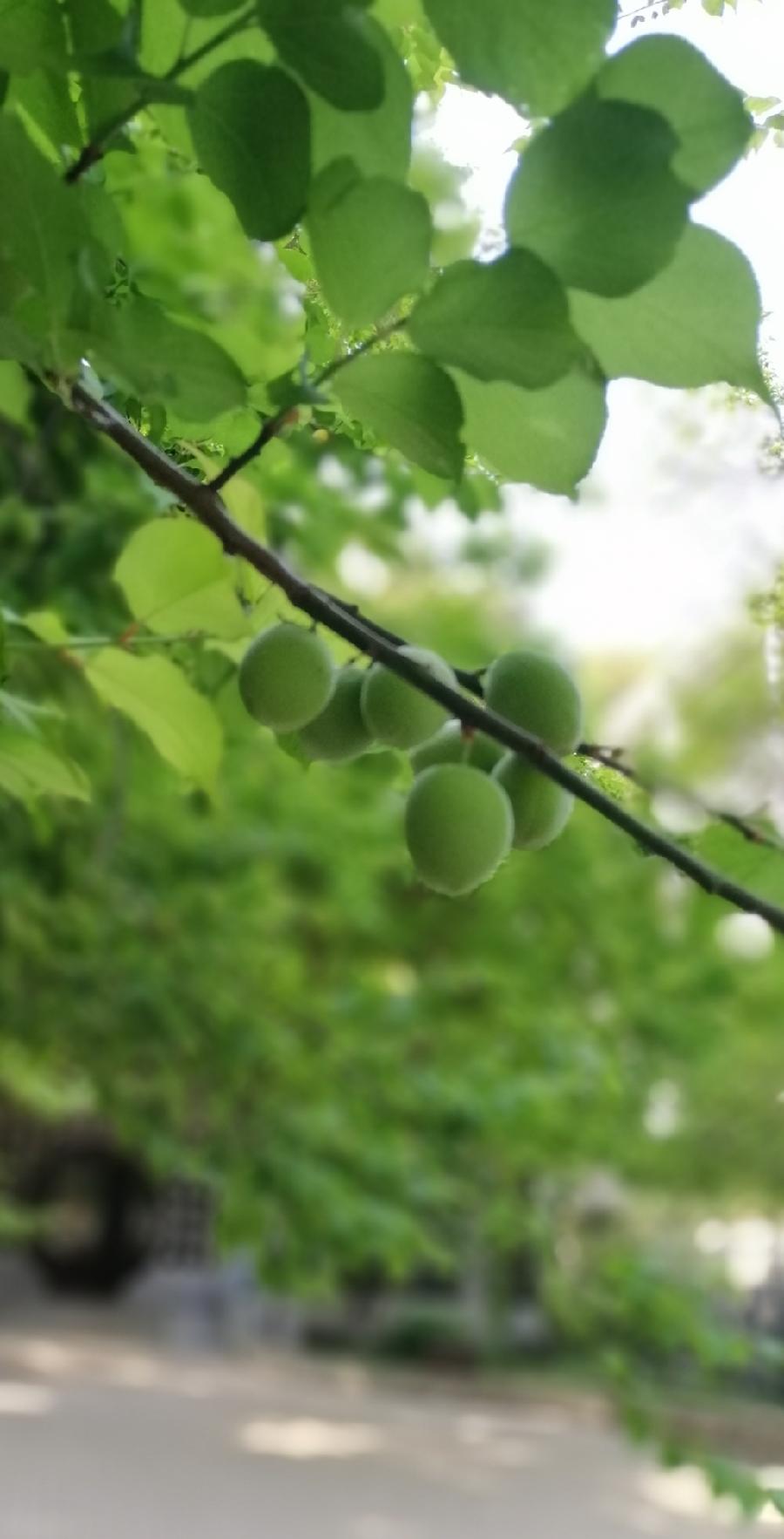 五律 阳春（外三首）文／张昕（图3）
