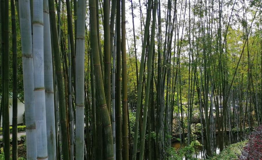 五律 阳春（外三首）文／张昕（图7）