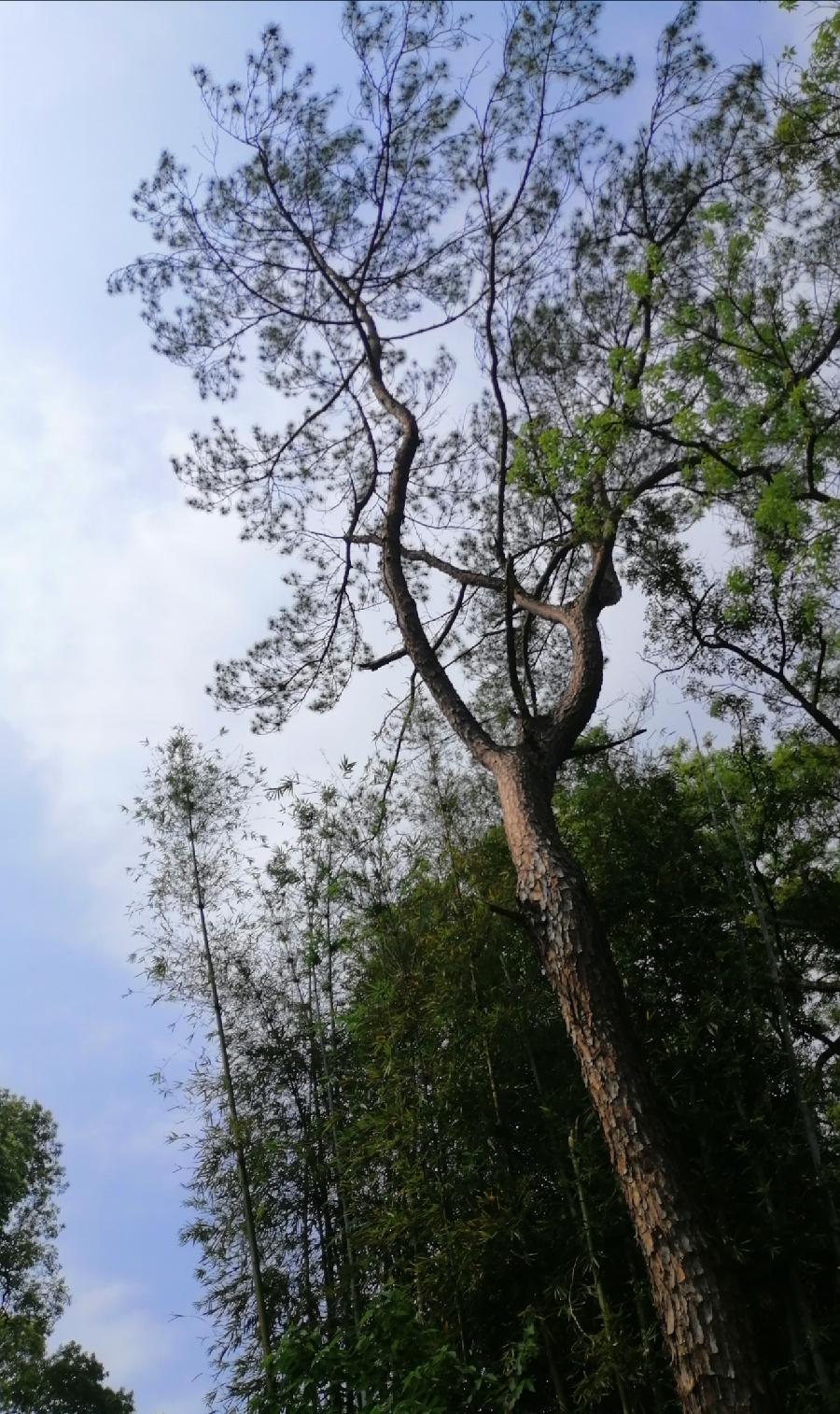 五律 阳春（外三首）文／张昕（图8）