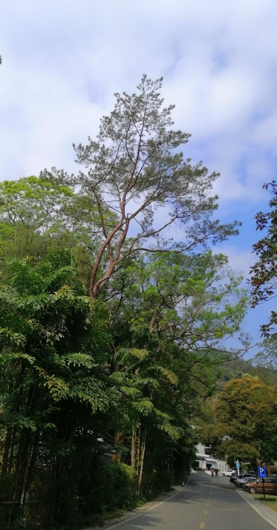五律 阳春（外三首）文／张昕（图6）