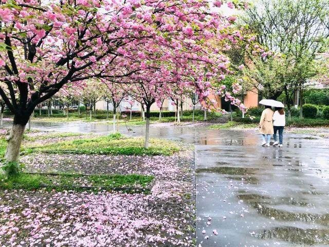 【新山东文学社】《春之曲（十八首）》作者/江淮闲客 主播/天空（图9）