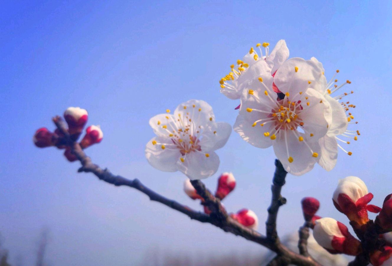 《初春》作者/春韵 诵读/风华编辑/青青【花雨馨声】有声文学平台【第263期】（图5）