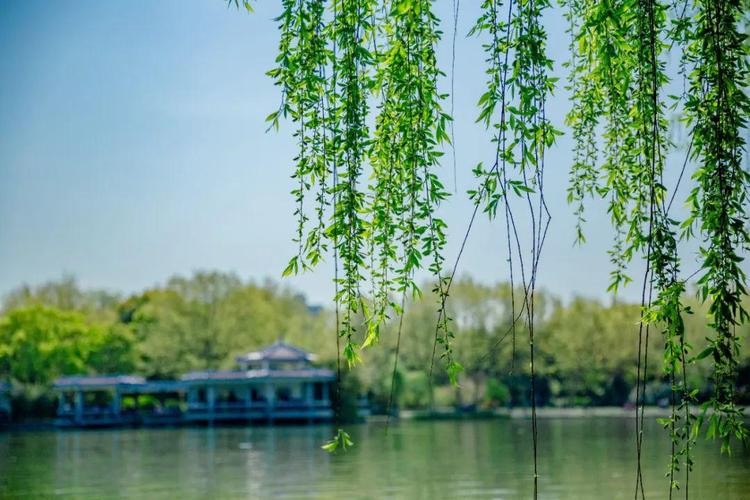 【经典推荐】昨夜天//玉兰花开时节 你会回来不（图5）