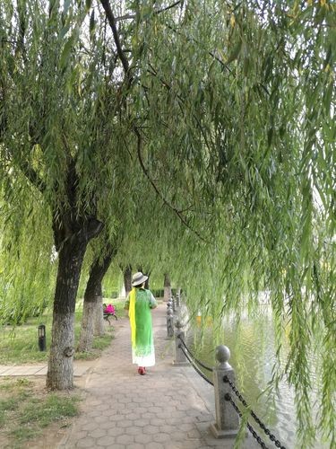 【经典推荐】昨夜天//玉兰花开时节 你会回来不（图6）