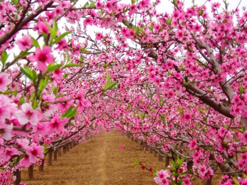 《春风花草香三十首》作者：白恩亮（图4）