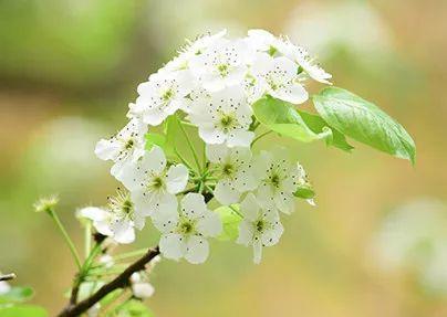 《春风花草香三十首》作者：白恩亮（图5）
