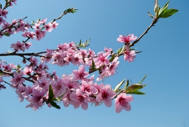 《春•桃花依旧》作者：杨敏（图3）