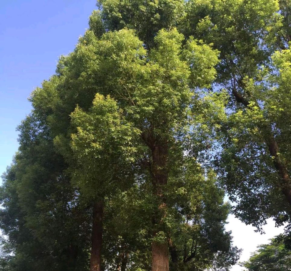 赵凤永（北京）古风小辑【冰心文化传媒】（图5）