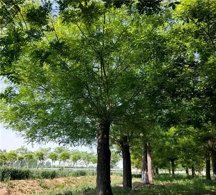 赵凤永（北京）古风小辑【冰心文化传媒】（图4）
