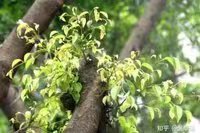 赵凤永（北京）古风小辑【冰心文化传媒】（图8）