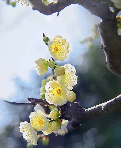 【中国长江文学社】名家名诵《女人花，芬芳人间》作者罗中兴/诵读海纳百川/制作/宋梅【第5349期】（图6）